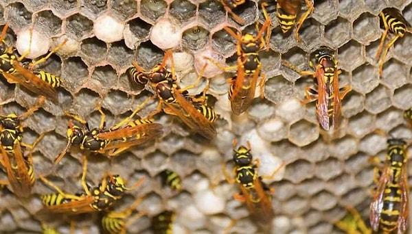 22. Rakun ve kokarcalar geceleri sarı ceket arılarının yuvasını koklayarak bulur ve kovanı kazarak arıları yerler.