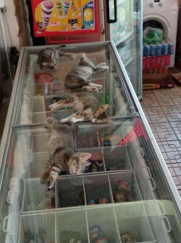 1. Türkiye'de hava oldukça sıcak olduğundan dükkan sahibi yavru kedilerin dondurucunun üzerinde uyumalarına izin veriyor.