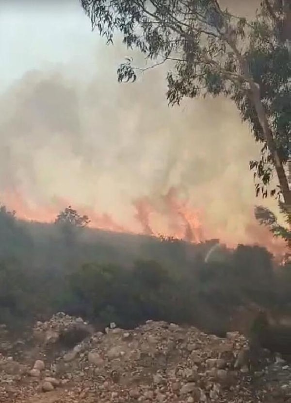 Bodrum'da makilik alanda yangın