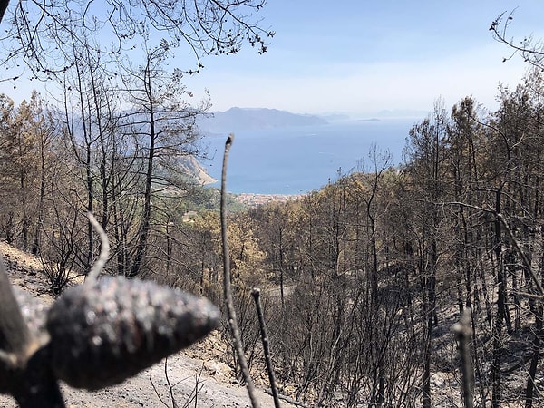 Antalya ve Muğla’da 2 yıl av yasağı