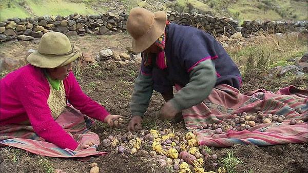 Patatesin bilinen tarihi günümüzden 7 ila 10 bin yıl öncesine dayanıyor. Bilim insanlarına göre patatese dair ilk kanıtlar Güney Amerika'daki Peru'da görülüyor.