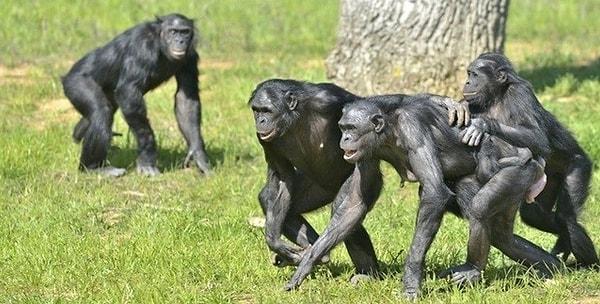Birleşik Krallık'taki Durhem Üniversitesi'nde akademisyen olan Raphaela Heesen'in yönettiği ekip, birbirlerini tımar ederken kesintiye uğrayan ancak daha sonra etkileşimi sürdürmek için el kol hareketlerini kullanan iki bonobo arasında benzer bir duruma tanık olduktan sonra bu büyük kuyruksuz maymunlara odaklandı.
