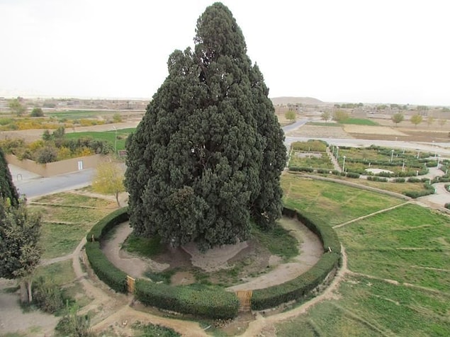1. Sarv-e Abarkuh