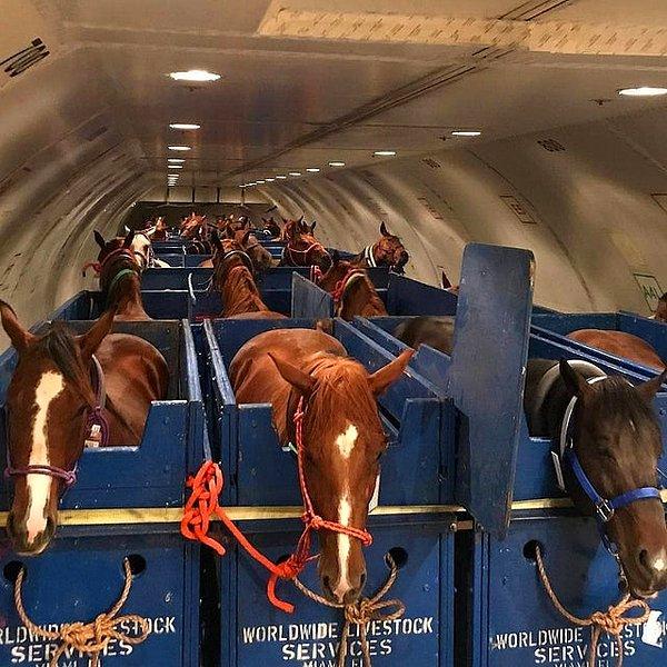 18. Atlar uçakta böyle taşınıyormuş.