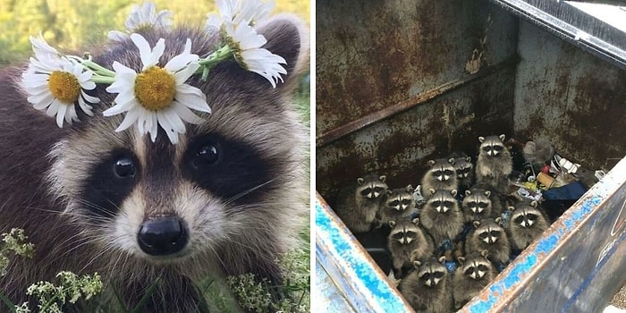 15 фотографий самых милых и глупеньких енотов, которые сделают ваш день лучше