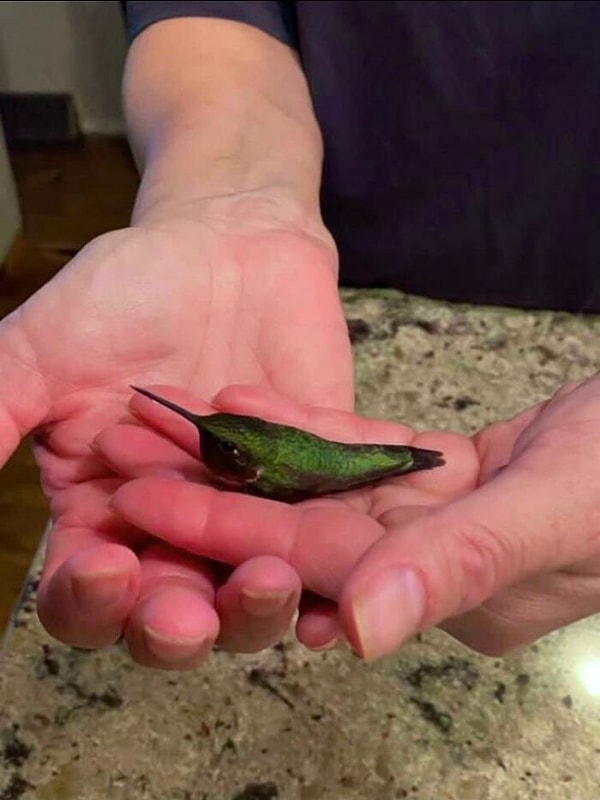 3. Эта колибри выглядит как перец халапеньо