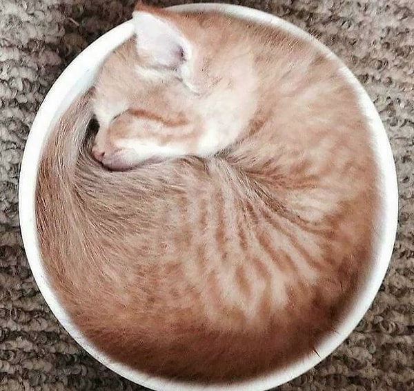 9. Желаете выпить чашечку латте?