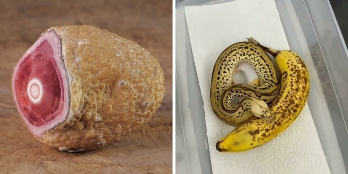 15 примеров запрещенной еды, которую ни в коем случае не нужно есть