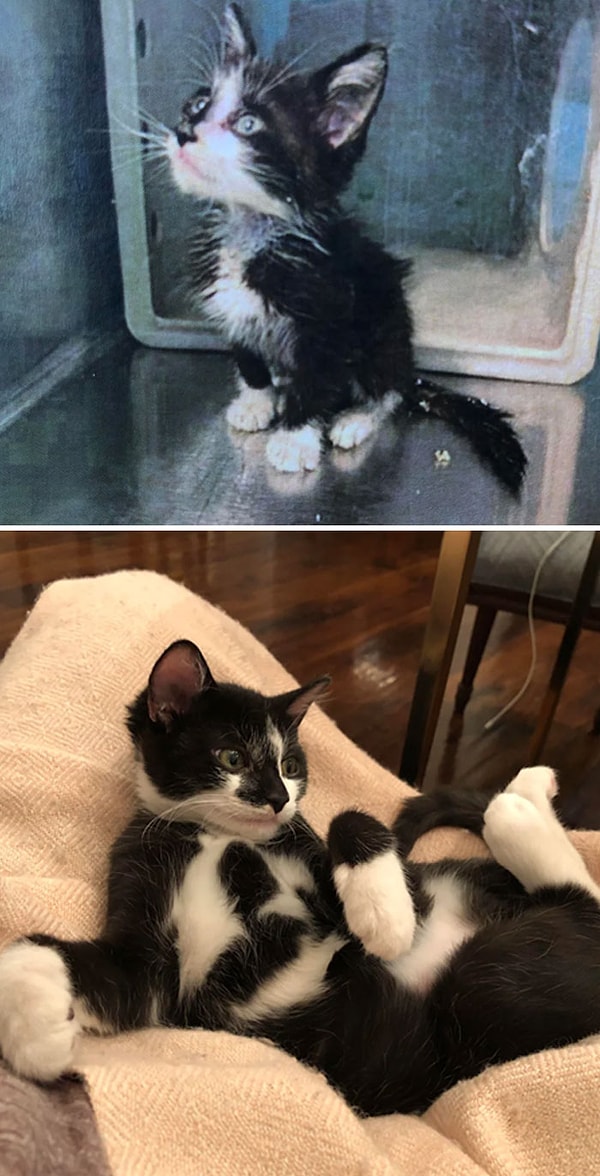 8. От тощего заблудшего до милого домашнего котика
