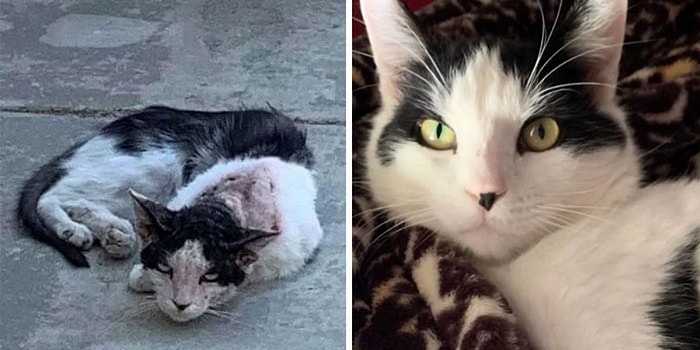 Большая разница: Люди делятся фотографиями своих кошек до и после того, как их приютили (Новые 15 фото)