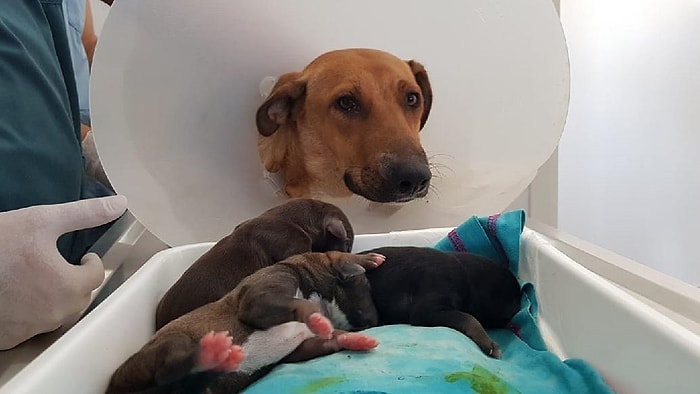 Hatay'da Doğum Sancısı Tutunca Acile Gelen Anne Köpek