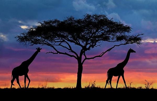 11. Serengeti - Tanzanya