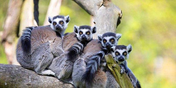 Buradaki yemyeşil ormanlar, lemurlar, kuşlar ve şelaleler Madagaskar'ı gerçekten özel bir yer yapıyor.