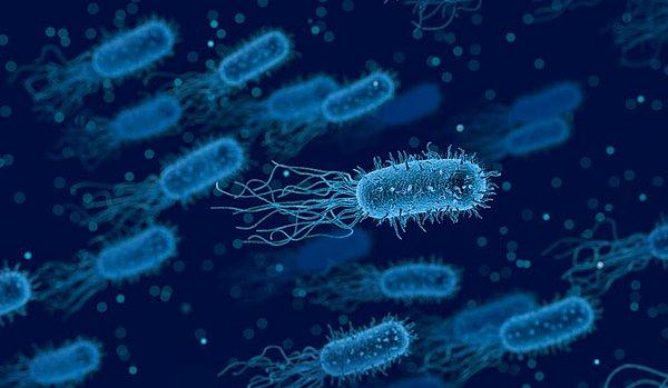 Genom dizilmesi, suda hidrokarbon parçalama potansiyeli gösteren birkaç bakteri türünü ortaya çıkardı.