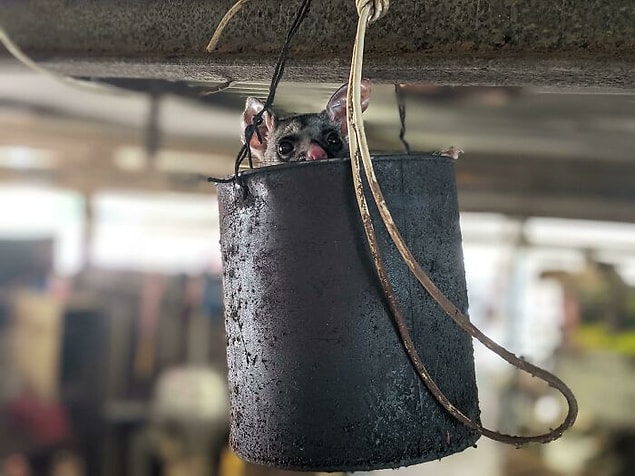 20. "Bu keseli sıçan, işyeri atölyemde keyfine bakıyor."
