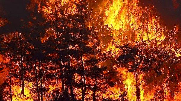 Bildiğiniz üzere ülkemizde geçtiğimiz aylarda çıkan ve hepimizin ciğerini yakan orman yangınlarının neticelerini yeni yeni almaya başlıyoruz ne yazık ki.