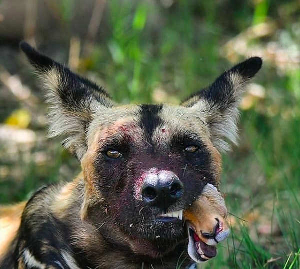 2. "Bir ceylanın yüzünü kemiren Afrika yaban köpeği:"