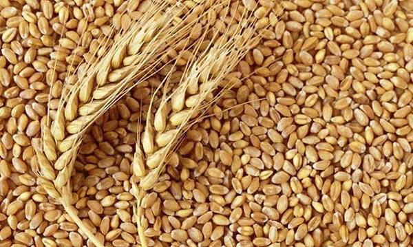 ‘Buğday kilosu 3.2 TL’