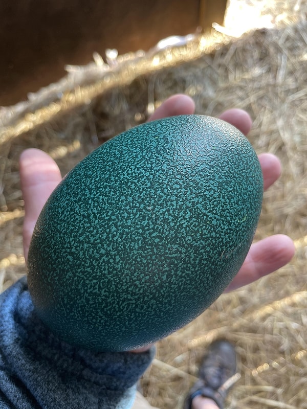 9. Eğer daha önce bir devekuşu yumurtası görmediyseniz: