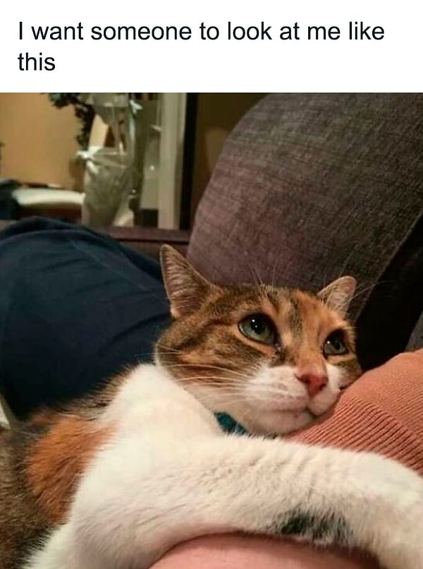 6. Хочу чтобы кто-то смотрел на меня также, как этот котик смотрит на своего хозяина