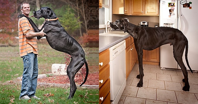 8. Gelmiş geçmiş en uzun köpek