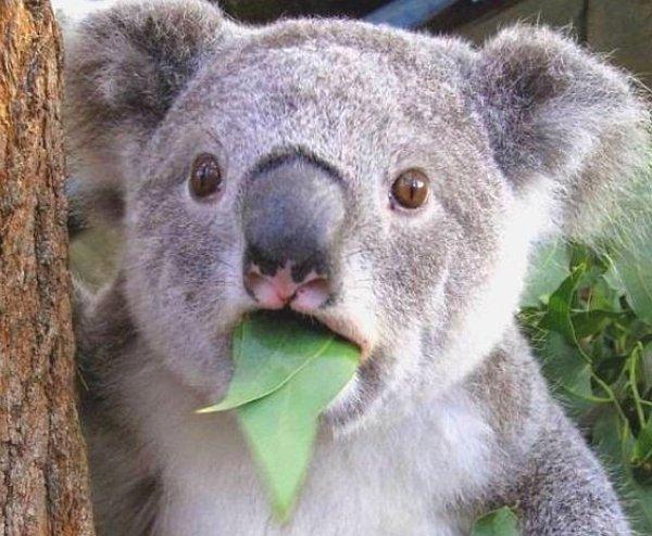 8. Koalalar, suyun altında kırk dakika boyunca nefeslerini tutabilir.