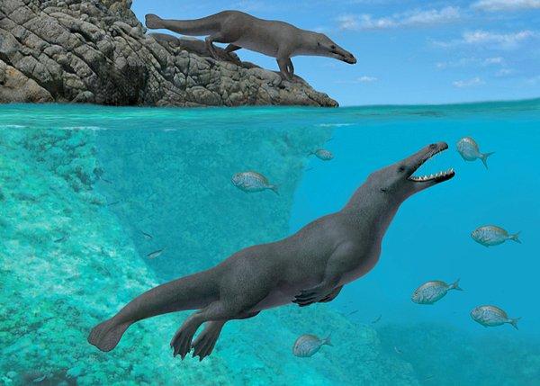 Aradan geçen 5 milyon yıl içerisinde balinalar suya adapte olmak için oldukça büyük değişimlere uğradı.