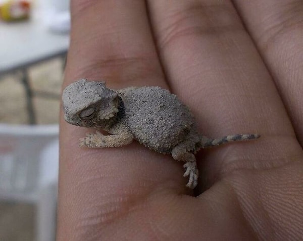 4. Маленький дракончик