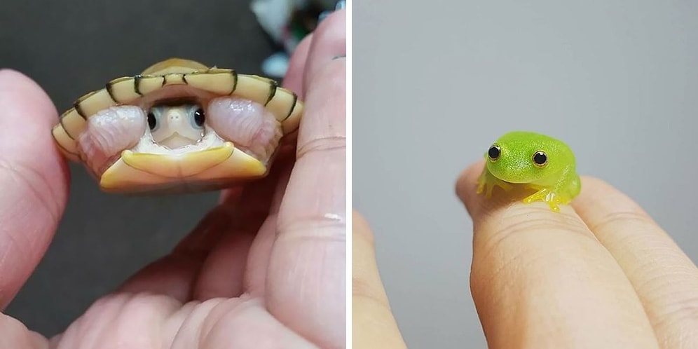 15 самых милых фото крохотных животных, размером с мизинец