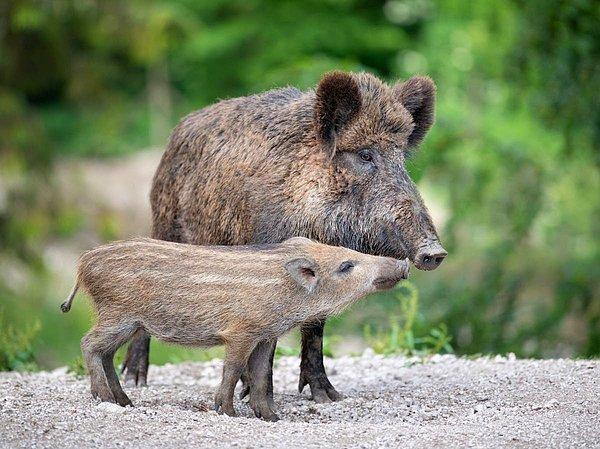 Bilim insanları bunun, "karmaşık bir empati biçimi" diye nitelenen kurtarma davranışının belgelendiği ilk yaban domuzu vakası olduğuna inanıyor.