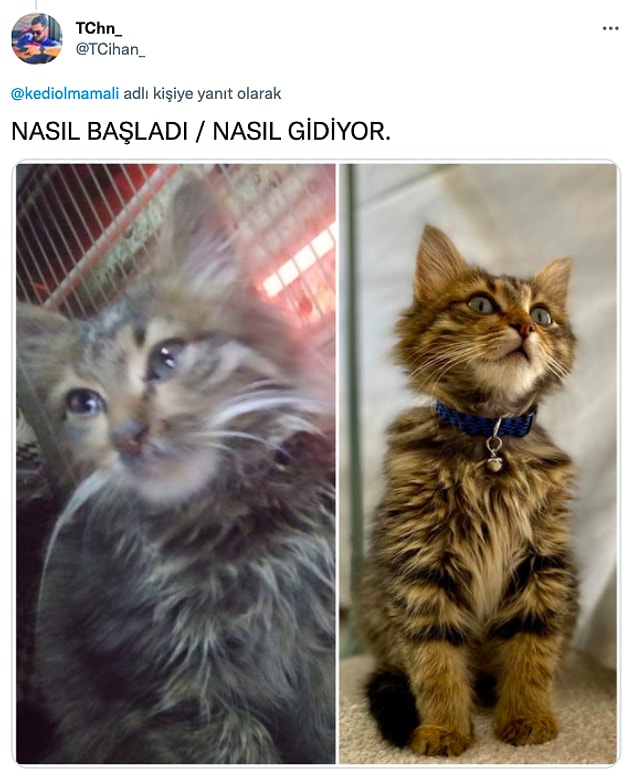 1. Pek çok Twitter kullanıcısı da kendi sahiplendikleri kedilerin inanılmaz değişimini bizlerle paylaştılar: