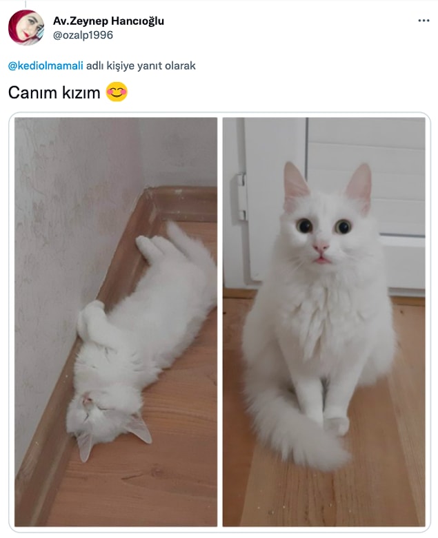 3. Satın almayın, sahiplenin! Onların sizlere ihtiyacı var...