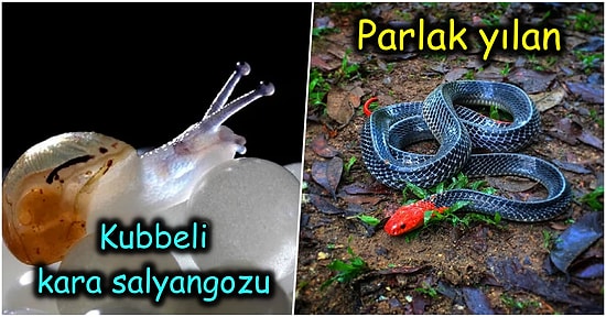 Son 50 Yıl İçinde Keşfedilen Birbirinden İlginç Hayvan Türleri