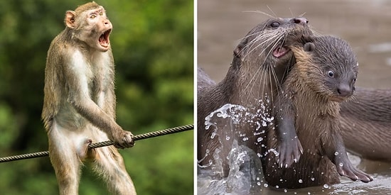 Объявлены победители конкурса комедийной фотографии дикой природы, и вот 15 самых смешных снимков