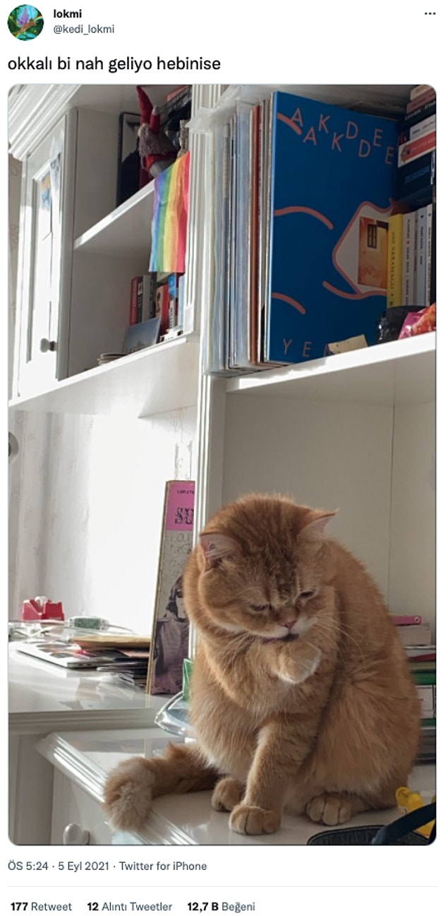 17. Terbiyeni takın kedi efendi. :)