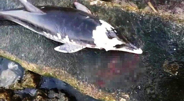 Vahşetin Adresi Bursa: Yunus Balığını Silahla Öldürdüler!