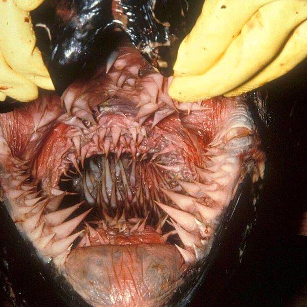 19. Deri sırtlı deniz kaplumbağasının ağzı.