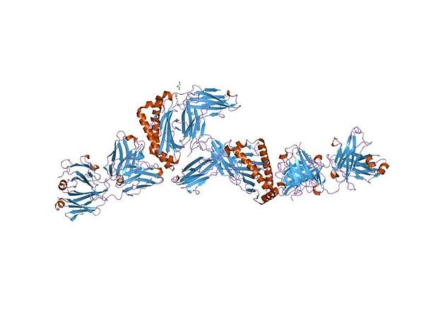 Araştırmacılar daha önce MAGE tipi proteinler üzerinde çalışmıştı.
