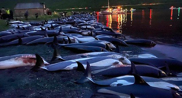 Sea Shepherd isimli örgüt, pilot balinaların ve yunusların, Faroe hükümetinin öne sürdüğü gibi hızlı öldürüldüğü vakaların çok nadir olduğunu açıkladı.