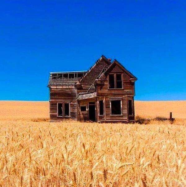 39. Oregon'da buğday tarlalarıyla çevrili terk edilmiş bir ev.