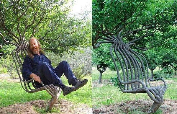 6. 12 yıl boyunca düzenli aralıklarla ağacı bu forma dönüştürmek için uğraşan ve sonunda amacına ulaşan adam: