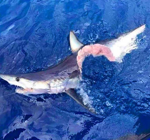9. Dünyanın en hızlı yüzen köpek balıklarından biri olan Mako'nun başka bir köpek balığının saldırısına uğradıktan sonraki üzücü hali: