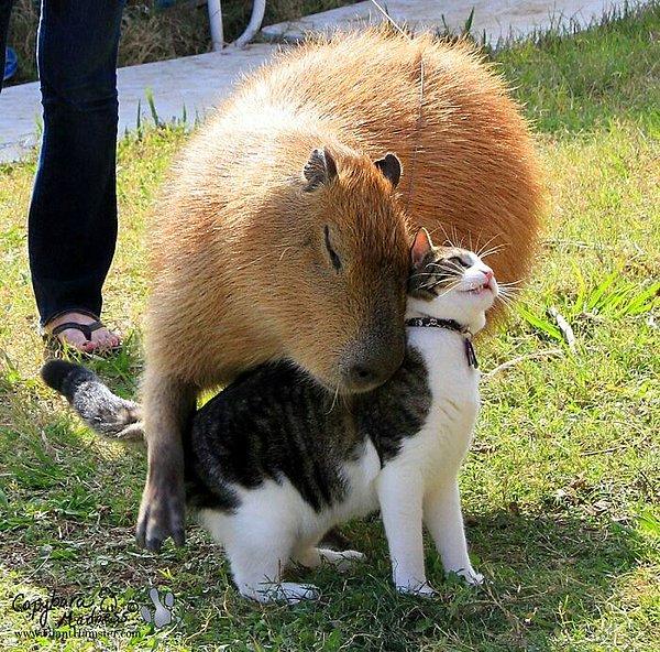 6. Bir kapibara kediye sarılırken 🥺