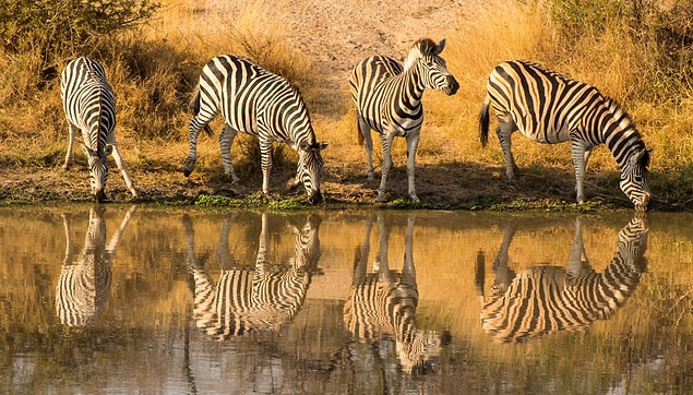 7. California'nın San Simeon kasabasında başıboş gezen vahşi zebra sürüsü görebilirsiniz.