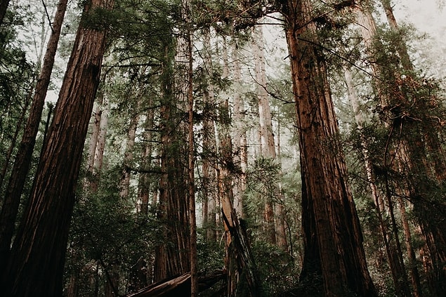 25. Muir Woods Ulusal Anıtı, Kaliforniya