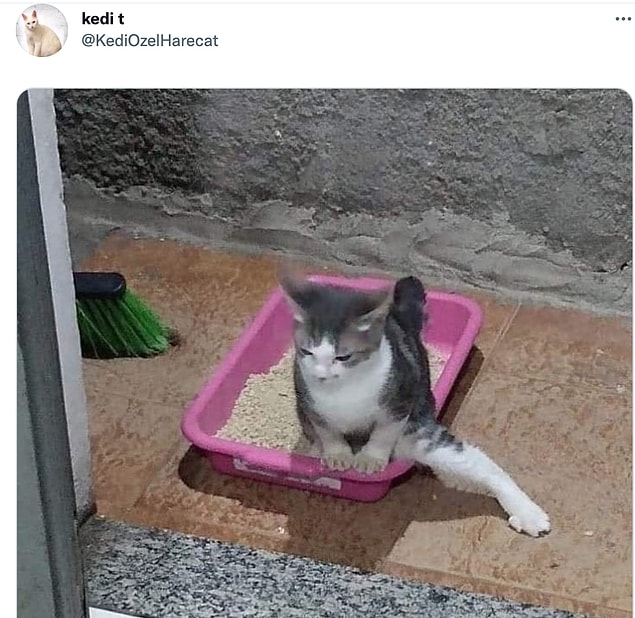 10. Günün kedisine bakalım.