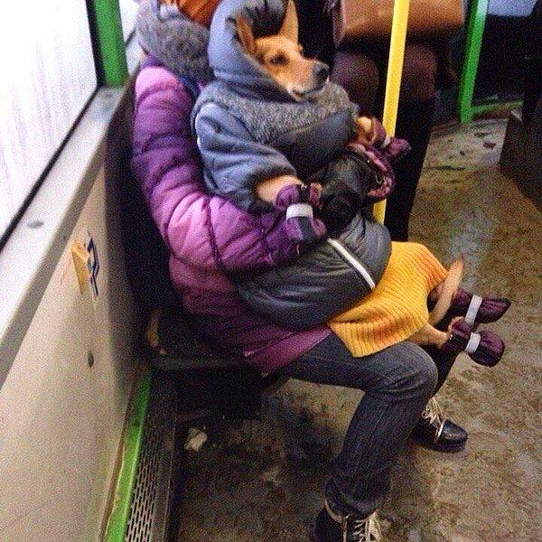 17. Merhametli bu kadın soğuk Rusya günlerinde köpeğinin üşümesini istememiş...
