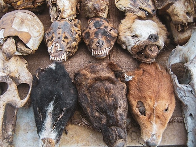 5. Batı Afrika'da yer alan Togo'daki Lome Voodoo Pazarı