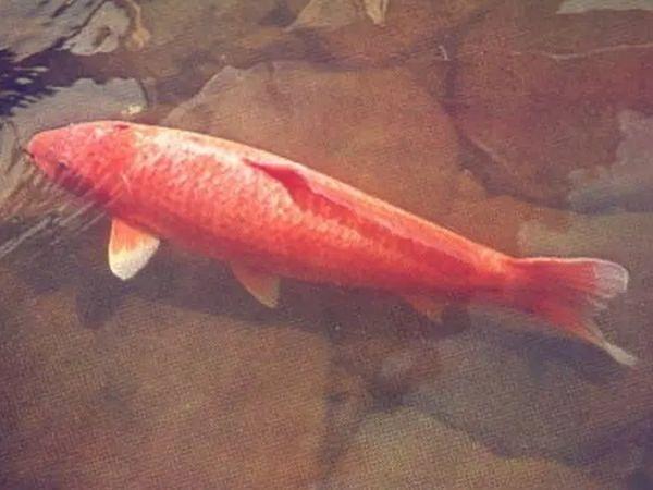 6. Hanako dünyanın en uzun süre yaşayan Koi balığıdır. 226 yıl yaşamıştır. 1751 yılında doğmuş ve 1977 yılında ölmüştür.