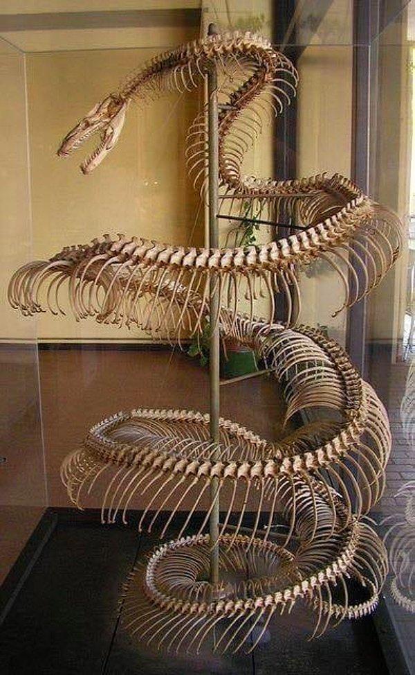 9. 8.2 metre uzunluğundaki bir anakondanın devasa iskeleti: